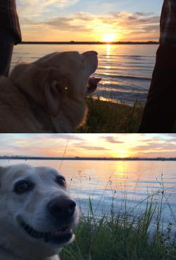 awwww-cute:  You don’t have to be human to appreciate a nice sunset! (Source: http://ift.tt/1Iw8kxs) 