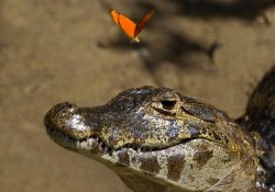wonderous-world:  Photographer, Alexandra Sailer captured a caiman that was basking in the sun in the tropical wetland of Pantanal, Southern Brazil, when the striking orange butterflies came to rest on its nose. Immediately irritated, the caiman tried