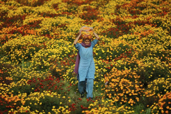 unfairandlovely:  nubbsgalore:  farmers collect marigolds which are then sold wholesale and made into garlands for the durga puja festival, which ended last week, and upcoming diwali festivities held in two weeks. photos by (click pic) channi anand on