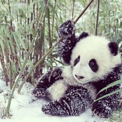 Lazy Sunday #panda #cute #instagood #likeforlike #pandabear #asians #likes #funny #pandas #pandaexpress #instapandacool #bestoftheday follow for more awesome posts
