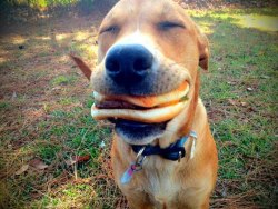 That look on the dog&rsquo;s face&hellip; Just can&rsquo;t handle the deliciousness!!!