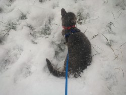Steve Rogers&rsquo;s first time in the snow, ever I thought he&rsquo;d hate it but he had fun :) I didn&rsquo;t keep him out long, only a minute or two, but after I brought him inside, he kept pawing the window trying to catch the snowflakes lol
