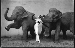 nonavreifede:  Richard Avedon, Dovima with elephants, 1955 