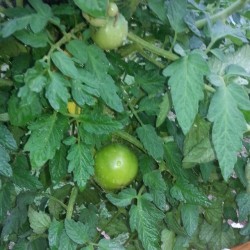 My #tomatoes are looking good.. #plants