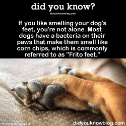 did-you-kno:  If you like smelling your dog’s feet, you’re not alone. Most dogs have a bacteria on their paws that make them smell like corn chips, which is commonly referred to as “Frito feet.” Source