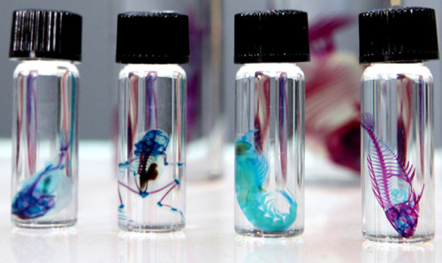 likeafieldmouse:  Iori Tomita - New World Transparent Specimens (2005-) Fisherman-turned-artist in Yokohama City, Japan, Tomita creates art using the skeletons of various dead marine specimens, which he preserves and then colors with bright shades