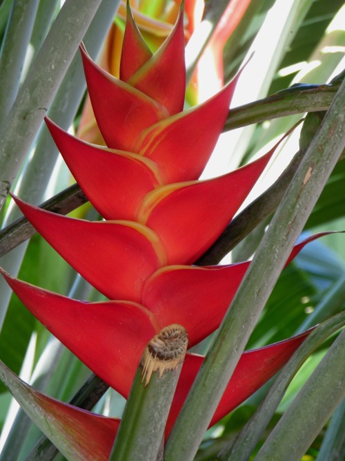 outdoormagic:  Heliconia porn pictures
