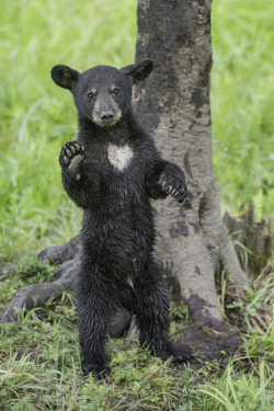 fuck-yeah-bears:  Hello Bear by Daniel Parent