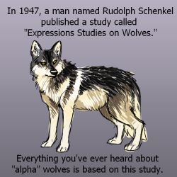 kintatsujo: gwen-skyes:  fuzipenguin:  why-animals-do-the-thing:  charadreemurr:  draikinator:  X X X X X &lt; Sources on alpha wolves being a myth be nice to puppers  @why-animals-do-the-thing  I reblogged an older version of this yesterday that