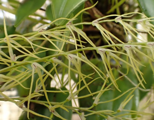 orchid-a-day: Anathallis ramulosa Syn.: Pleurothallis ramulosa; Humboltia ramulosa; Specklinia ramulosa; Stelis catenata August 19, 2020  