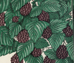 nemfrog: Cazadero (Rubus Vitifolius) blackberry : fine flavored, bigger yield, easy to pick, grow anywhere. 1918. Back cover detail. 