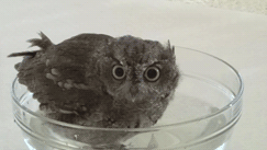 roachpatrol:  fat-birds:  generichenle:  フクロウのクウちゃん、水浴びから乾燥まで / Screech Owl having a bath and then being dried.   oh my lord I’M screeching aaaaaaah  LOOK AT THAT SERIOUS FACE 