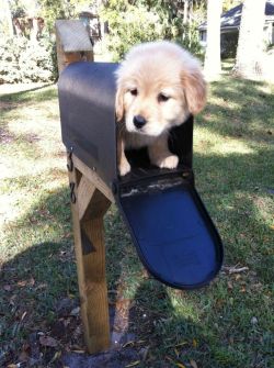 omgbabyanimals:  d0gbl0g:  thecutestofthecute:  Congratulations!! You got mail !!!.. Pup-mail that is!!!  :}  you guys. i thought this was going to be one picture of a puppy in a mailbox. i was so wrong. never let me be right again.
