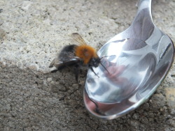 the-blonde-hurricane:  sunworldstories:  drug-st0re:  byron130:  18.05.2014I learned yesterday that when you see a bee on the ground that isn’t moving, it’s not necessarily dead, it’s probably just dead tired from carrying lots of pollen and needs