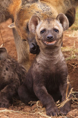 Happy hyena