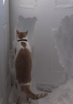 pinkpetals7:  cwnerd12:he’s so brave &lt;3&ldquo;Come down I say!!!  An example of extreme cabin fever, lol. Or…..”We’ll have this snow out of here in no time Ma’am”.  Dependable Snow Removal company, lol. 