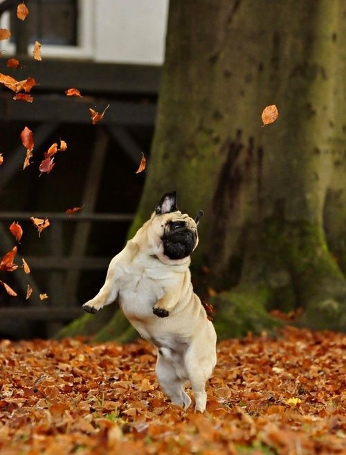 thecutestofthecute:  In honor of Autumn coming soon, here are some happy dogs that love the fall weather are aren’t afraid to show it. Have a great day everyone. 