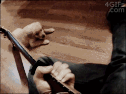 khajiun:  nodudedontdothat:  4gifs:  Puppy enjoys listening to guitar  I CANT DEAL WITH THIS AMOUNT OF ADORABLE    I want