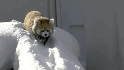 gifsboom:  Red Panda playing in the snow ** video **