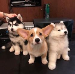 babyanimalgifs:Look at those fluffy ears