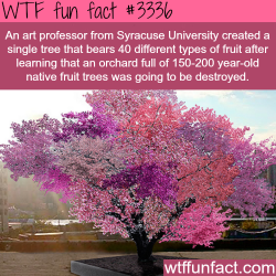 wtf-fun-factss:   A tree with over 40 fruits -  WTF fun facts