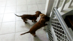oshutsy:  calantheandthenightingale:  kiggor:  Dachshunds can’t wait to take a bath   ACK so adorbs. 