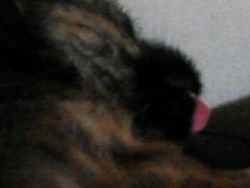 This is a picture of my puppy doing the cat tongue thing