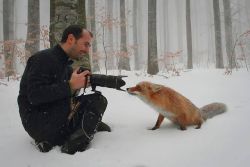 asblackgiveswaytoblue:  best-of-memes:  Love foxes  @aslaveobeyss 