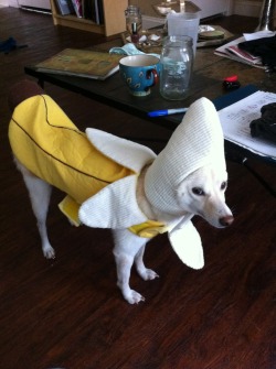 10knotes:  mistresswhile: The best thing I ever bought was a banana costume for my dog. Hands down. It shames her so I put it on when we expect new people to come to our house and it keeps her from being crazy. She just stands there.