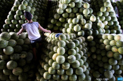 afp-photo:  PHILIPPINES, Manila : A worker (Centre L) arranges watermelons at a market in Manila on December 28, 2014. Filipinos believe that displaying 12 different round-shaped fruits - one representing each month of the year - at home before New Year’s
