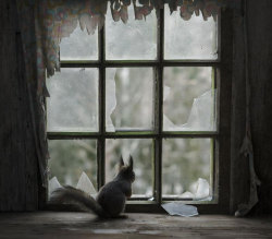 odditiesoflife:  Abandoned Cottages in the Woods Overtaken by Animals In a series titled Once Upon a Home, photographer Kai Fagerström captured the new residents of abandoned cottages in the woods. After residents had passed away or relocated, a group
