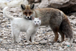 facepalmisland:  zubat:  blua:  A cat and fox became two unlikely best friends that share a territory and hunt together as well as frequent cuddling.   IM SOBBING  someone needs to make art of this right snappy