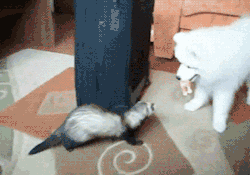 ambris-art:  becausegoodheroesdeservekidneys:  samael:  sucysucyfivedolla:  360 no-scoped  I just love how surprised the dog looks as the ferret spins out of existence  Did that ferret steal that dog’s toy?  I can practically hear the “yoink!” 