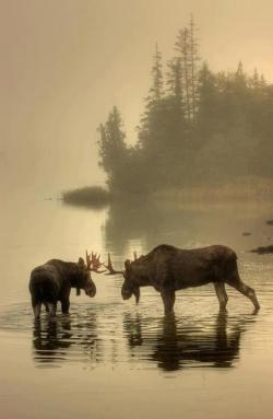 Moose on a misty morning