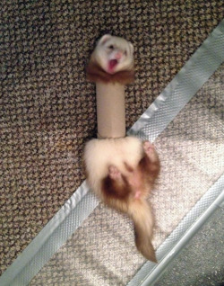 rendigo:  tastefullyoffensive:  &ldquo;She never thought the toilet paper roll would fight back.&rdquo; [jesst]  whatwhat are ferrets even MADE of????? 