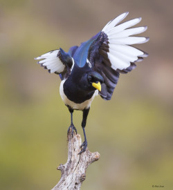 fairy-wren:  (via Yellow Billed Magpie by Rick Evets / 500px)