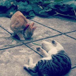 veritocere:  Trying to get along… #cats