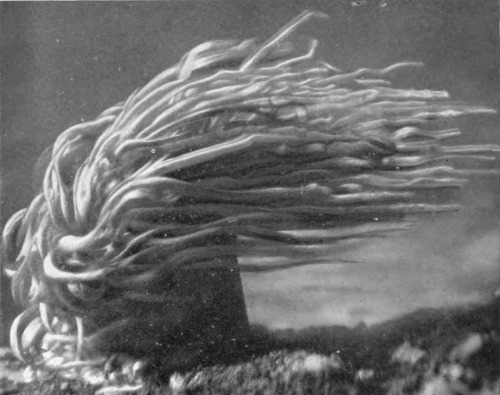 equatorjournal:  Cyril Hall, A sea-anemone as if relaxed in sleep, its tentacles like petals stirred by the breeze, 1910.  From “The sea and its wonders” by Cyril Hall, 1910.https://www.instagram.com/p/CQbc1KzA2cR/?utm_medium=tumblr