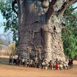 give-a-fuck-about-nature:  Beauty of the Motherland 2,000 year old tree in South Africa called The Tree of Life. The baobab tree.Some hollowed out trunks have been used to provide shelter to as many as 40 people, it can hold up to 4,500 liters of water,
