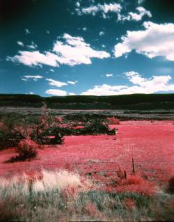 lomographicsociety:  Awesome Albums: EIR Aerochrome Color Infrared 120 and the Holga by kimoGreen leaves and grass turning bright red, the sky and waters into various shades of purple and blue—these are just some of the color shifts produces by the