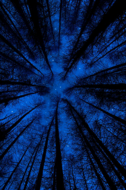 Infiniteoneness:  Forest Sky At Night | By Dylanarnallt. 