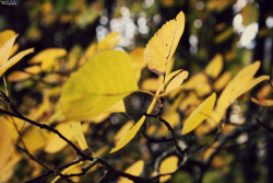 Golden Yellow… On Flickr. I´m In Love With Fall. 