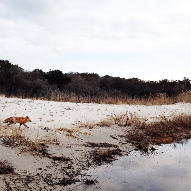 instagram:  Photographing the Foxes of New Jersey’s Island Beach State Park  For