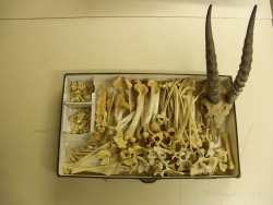 ewok-gia:  Gazelle skeleton. 