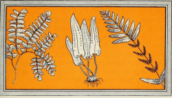nemfrog:  Three kinds of ferns.  Paths to conservation. 1937.