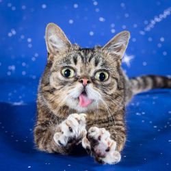 bublog:  BUB’s got 22 claws and she’s proud of them. She hopes you understand that declawing your cat is NOT OK, and asks you to take the Paw Pledge with her by sharing this message. To learn more about the cruelty of declawing, please visit http://pawpro