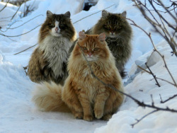 thepliablefoe:  Norwegian forest cats are the fucking best. 