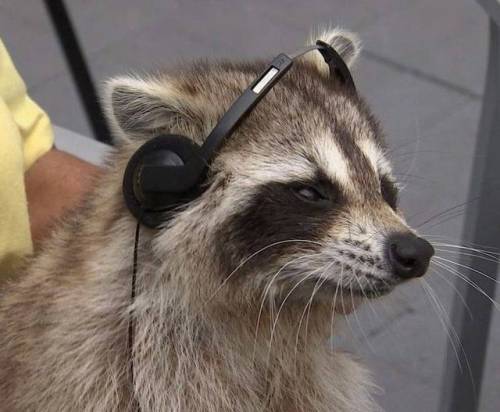 lord-raccoon:  listening to my evil wizard playlist