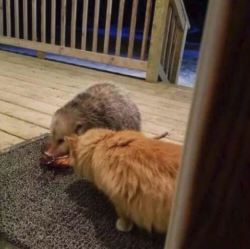candyheartssupernatural:  opossummypossum:MOOOOOM  Cat:  Moooooom, what kind of cat is this?!