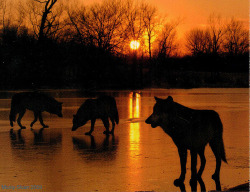wolveswolves:  By Monty Sloan 